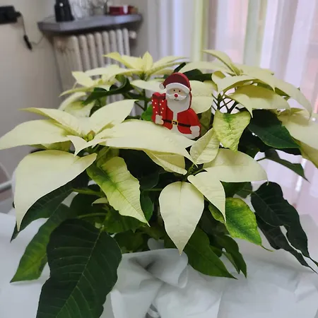 Casa Tio Piero Accogliente E Confortevole 公寓 阿斯蒂